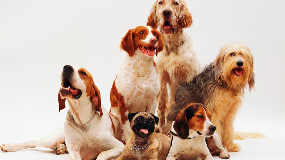 Nesse novo contexto, uma raça específica passou a ganhar espaço e se consolidou como a mais comum nos lares do país.