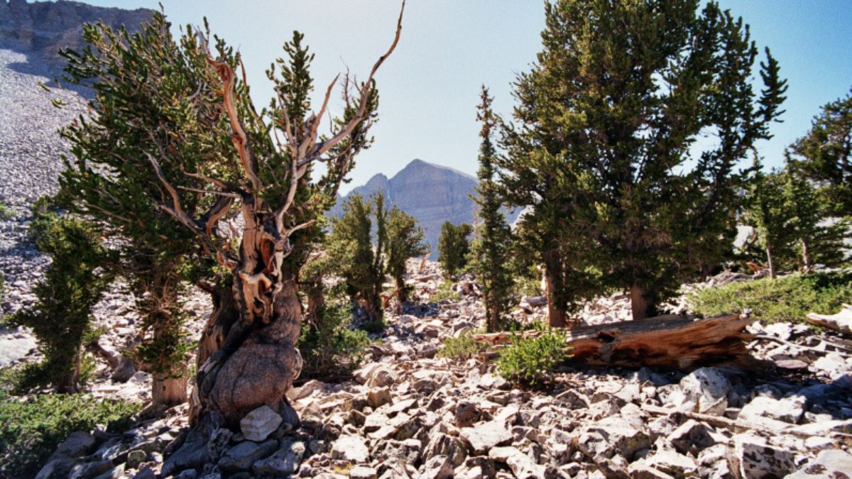 O caso Prometeu expôs limites éticos da ciência e mudou a proteção ambiental