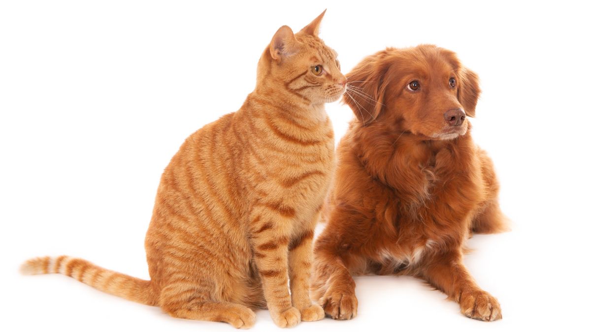 Água de coco não substitui a água potável: em excesso, pode causar vômitos, diarreia e desequilíbrio eletrolítico nos pets