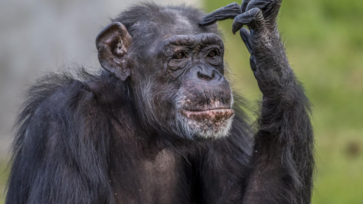 Diferença entre humanos e chimpanzés envolve músculos compartilhados nos dedos dos pés e menos controle do córtex motor