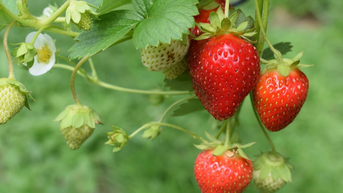 Além de saboroso e suculento, o morango é um aliado natural para uma vida mais saudável e equilibrada
