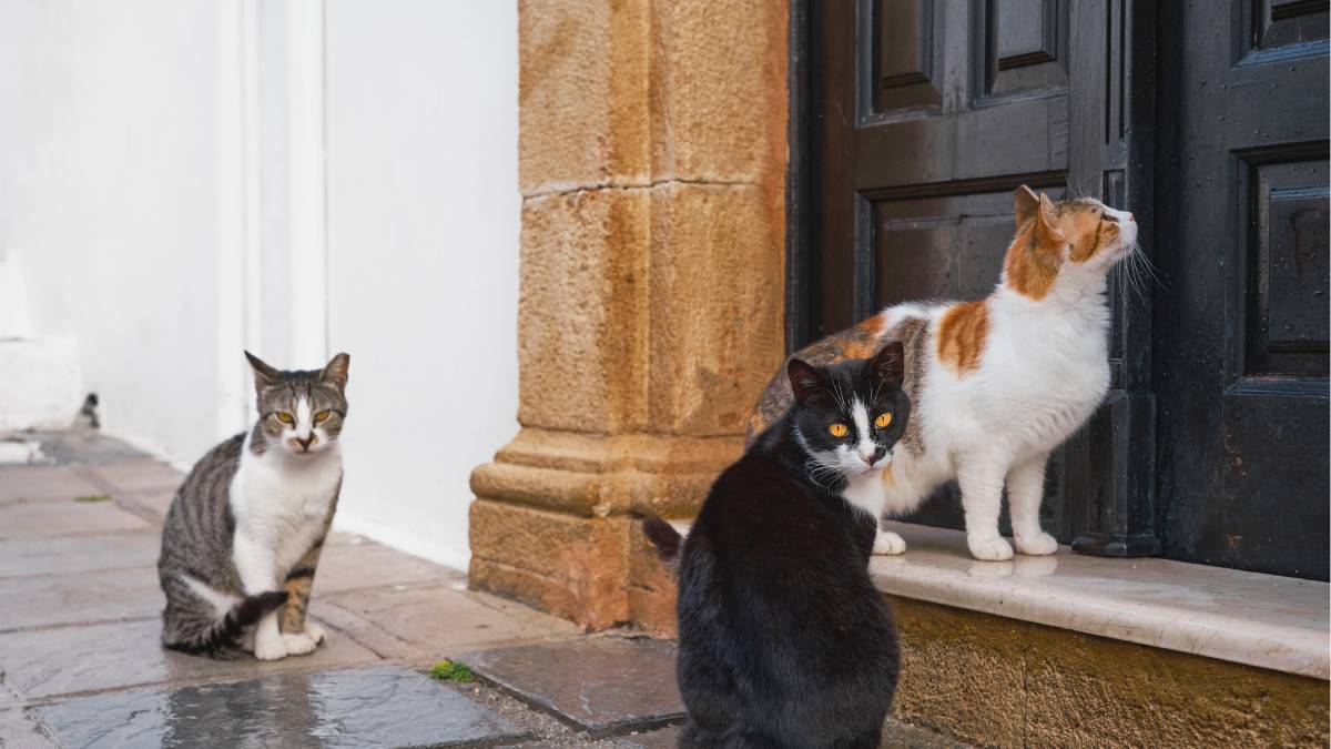 Entenda a conexão entre o passado da cidade e a presença constante desses animais