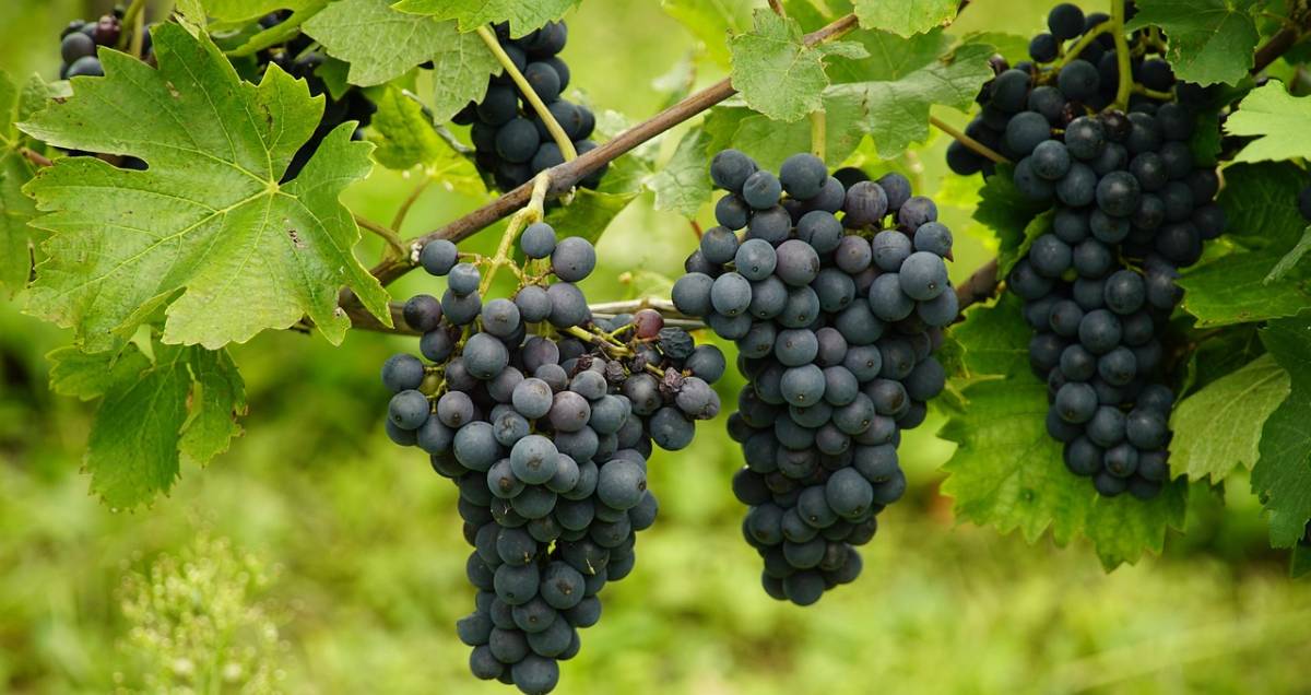 A Niágara Rosada, principal variedade cultivada em Jundiaí, surgiu a partir de uma mutação da uva Niágara branca, registrada na década de 1930