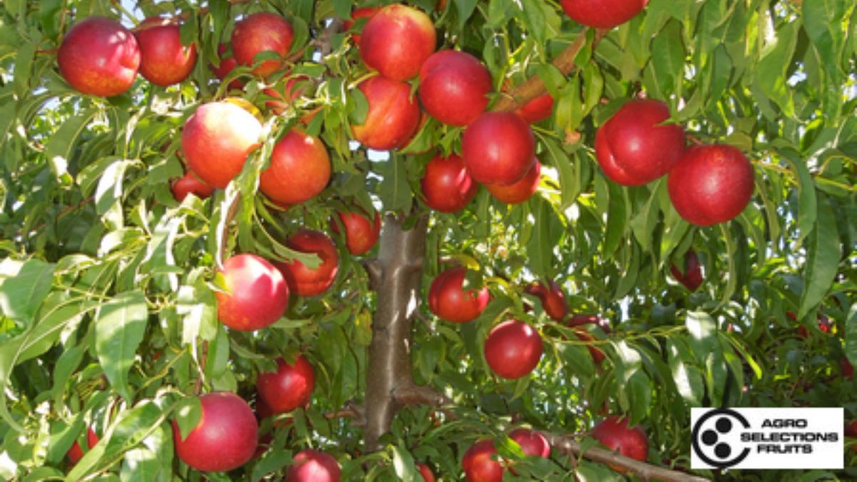 A Nectadiva é uma variedade protegida por direitos do obtentor vegetal e tem comercialização controlada na Espanha devido ao seu alto valor agrícola