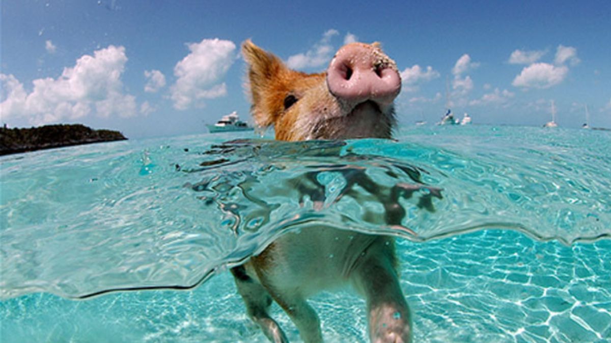 A famosa ilha das Bahamas busca equilibrar a fama global com o bem-estar animal.