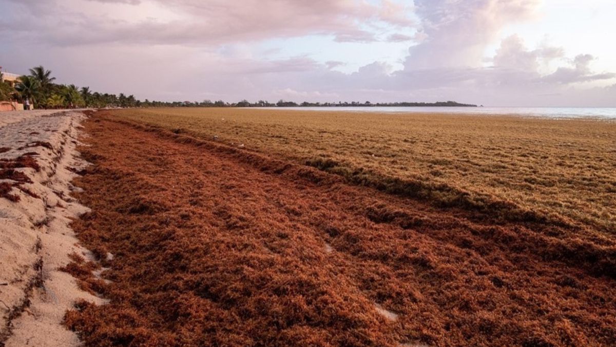 Entenda por que a massa de sargaço, que cresce de forma acelerada, libera gás perigoso e sufoca corais.