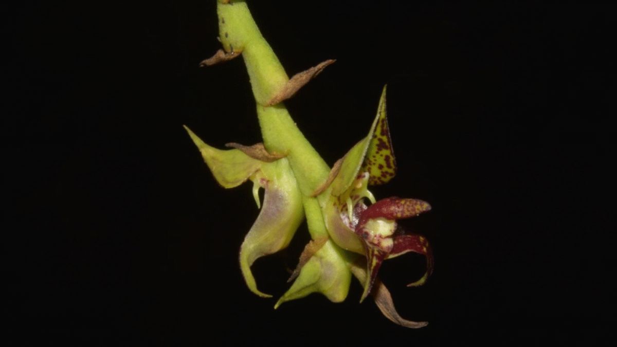 Estudo oficializado pela UFPR revela que a riqueza botânica paranaense é maior do que se imaginava