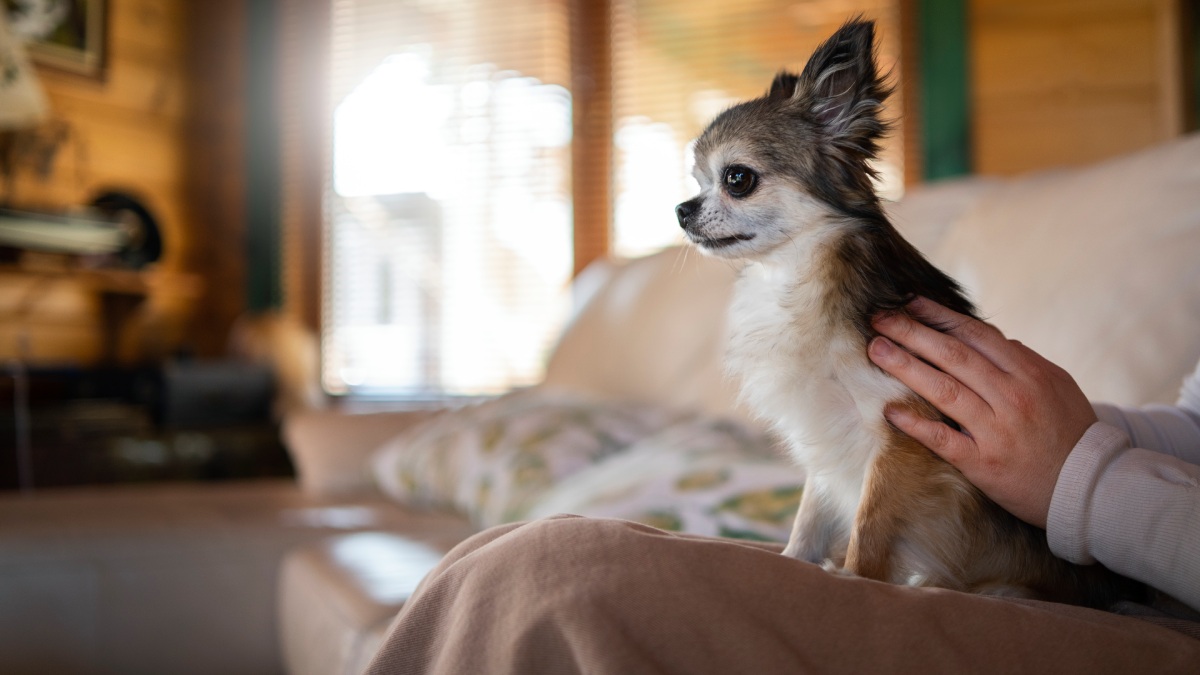 Descubra como se proteger de multas de R$ 10 mil garantindo o bem-estar do seu pet durante sua ausência