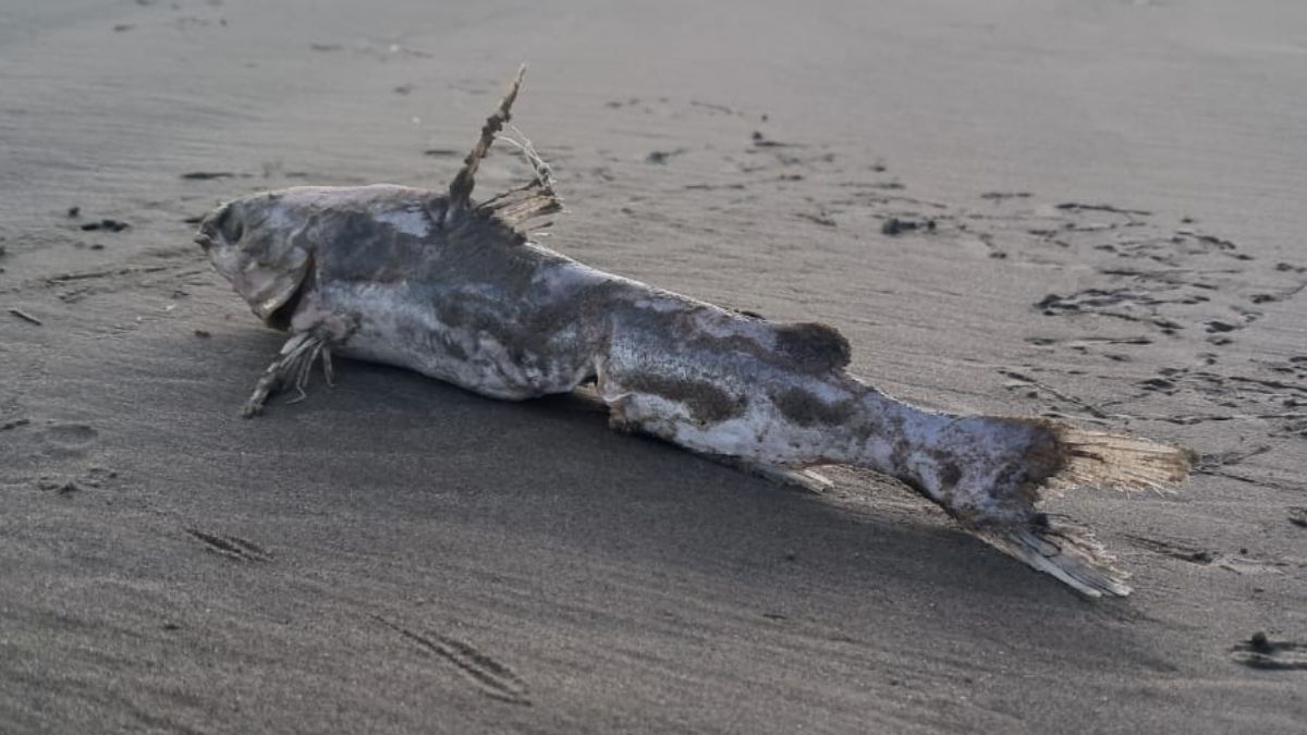 Os esporões do bagre são serrilhados, penetram com facilidade na pele e são difíceis de remover