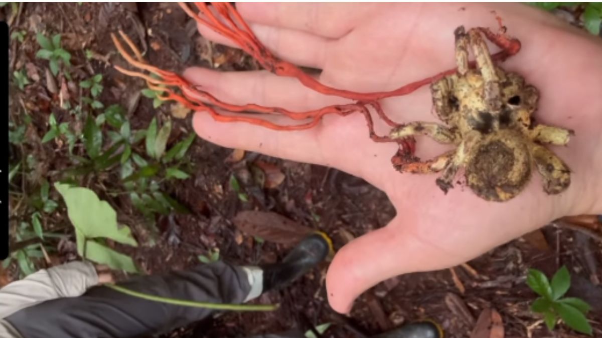Aranha com fungo semelhante ao de 'The Last of Us' foi encontrado por uma pesquisadora