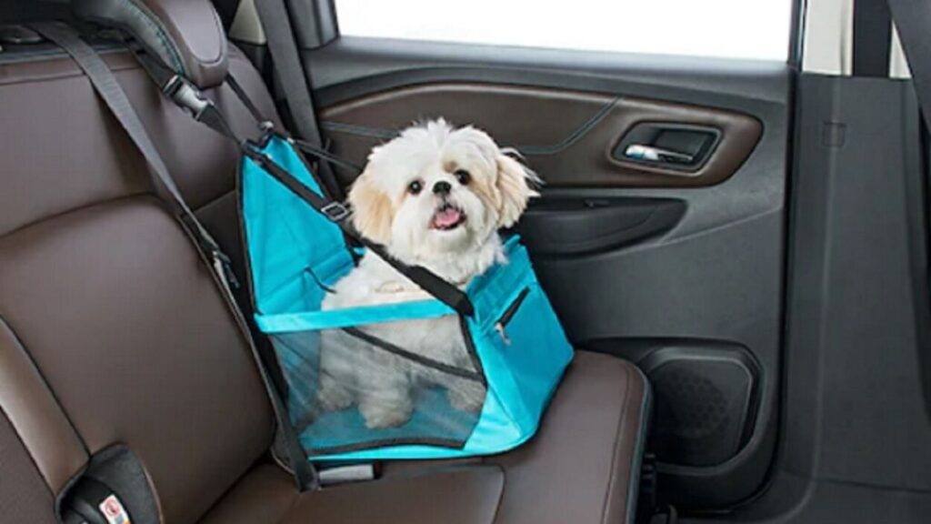 O advogado Leandro Petraglia, especialista em Direito Animal, destaca que o artigo 252 proíbe transportar animais à esquerda do condutor,