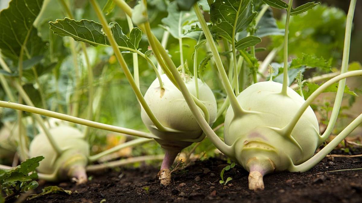 Veja como incluir a couve-rábano na sua dieta para equilibrar a microbiota intestinal