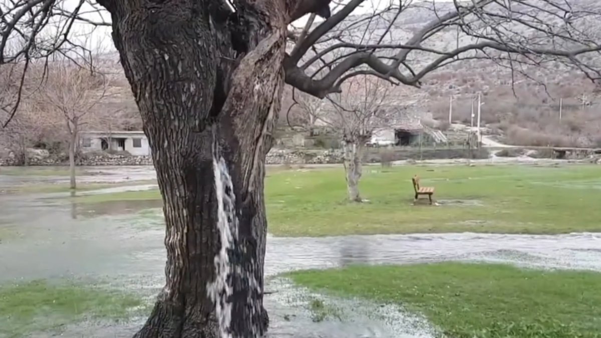 Entenda a geologia por trás da amoreira que jorra água e veja outras plantas raras