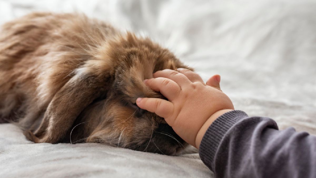 A equipe realiza o recolhimento do corpo com a presença obrigatória de um agente funerário capacitado acompanhando o tutor