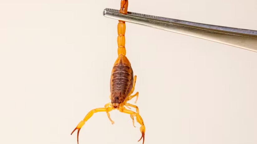 Os escorpiões preferem ambientes quentes e úmidos e precisam de quatro fatores básicos para sobreviver: alimento, água, abrigo e acesso.