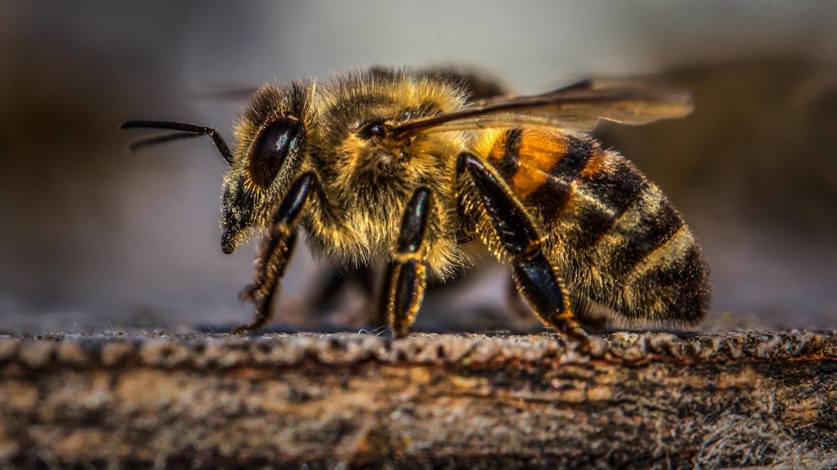 Extinção de abelhas mudaria completamente a existência humana na Terra