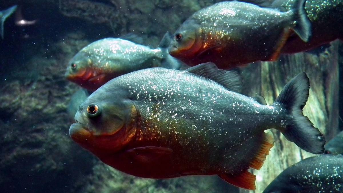 No mês passado, outros exemplares da espécie já haviam sido pescados no mesmo local
