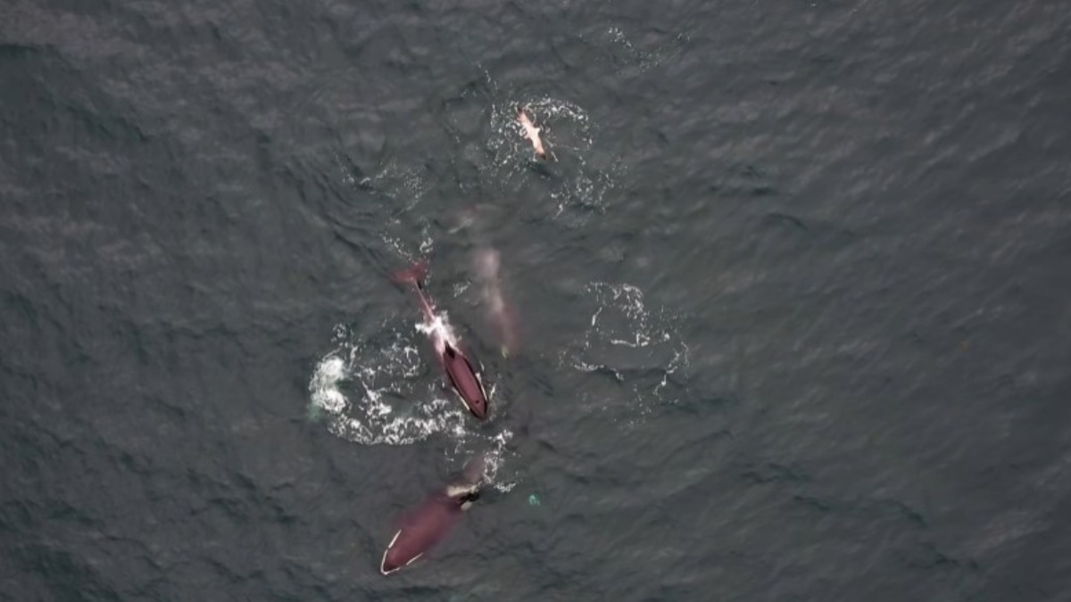 Imagens inéditas mostram como espécies diferentes se unem para encontrar presas