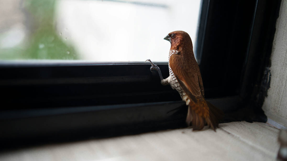 Basicamente, a batida nas janelas é uma forma de ataque