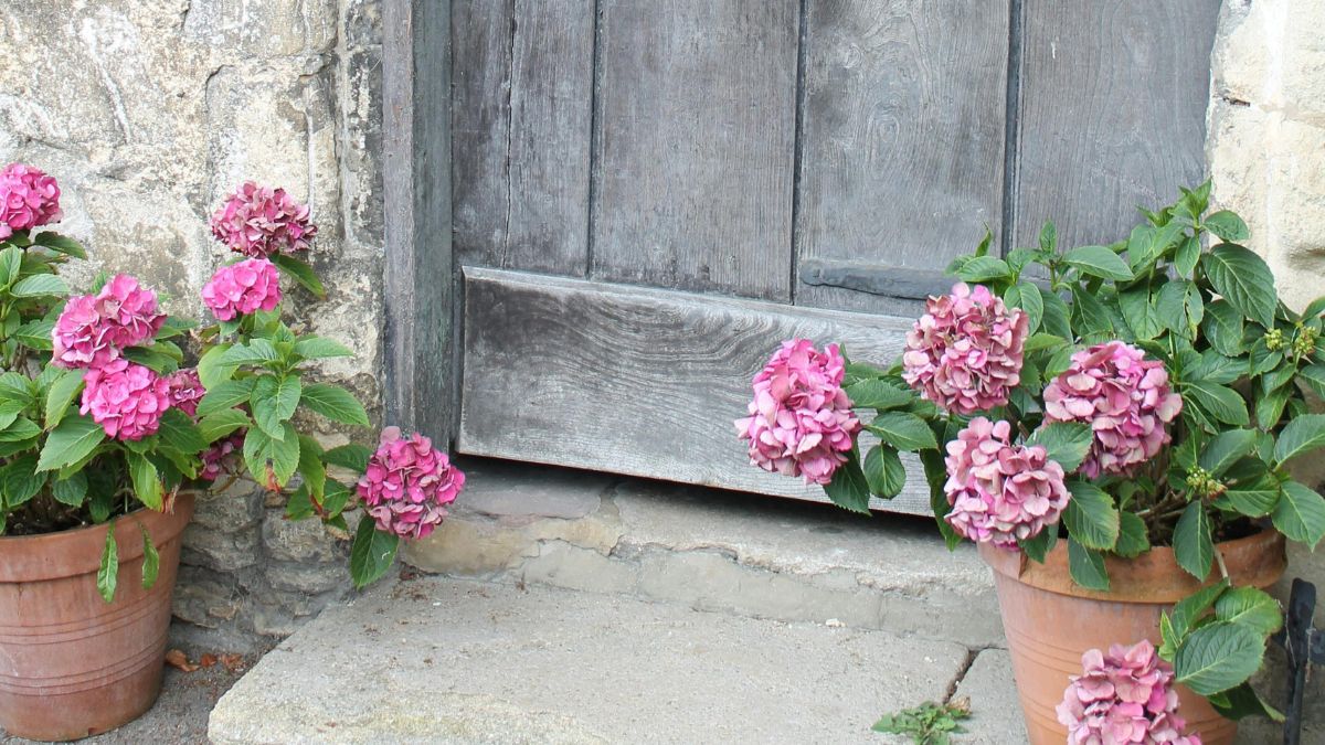 As hortênsias são as queridinhas dos jardins brasileiros e europeus
