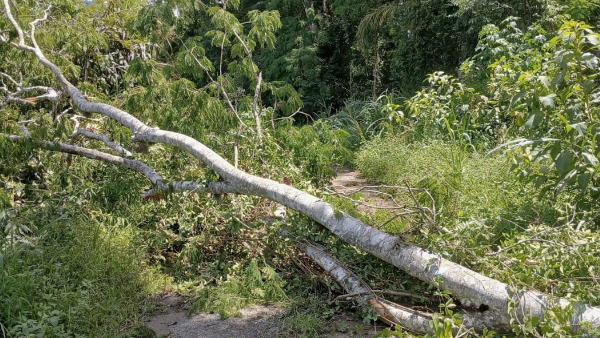 Uma árvore de grande porte caiu na Rua Santo Onofre, bloqueando a única via de saída
