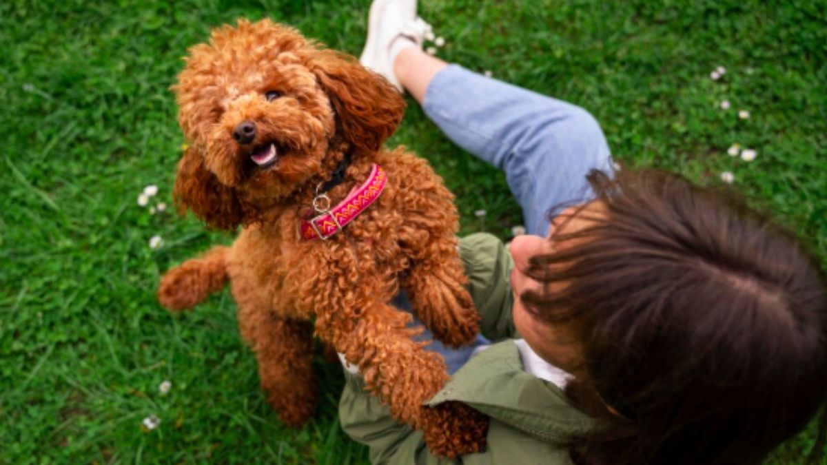 CCZ tem 159 pets prontos para um novo começo. Processo é gratuito e inclui orientação veterinária