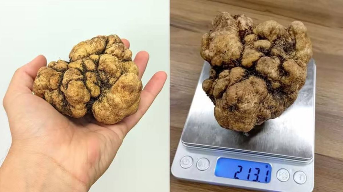 Pesando impressionantes 213 gramas, a iguaria é cerca de 20 vezes maior do que o tamanho médio das trufas