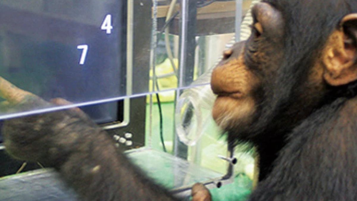 Ai faleceu aos 49 anos após décadas de estudos que provaram que animais podem compreender símbolos complexos e lógica matemática.