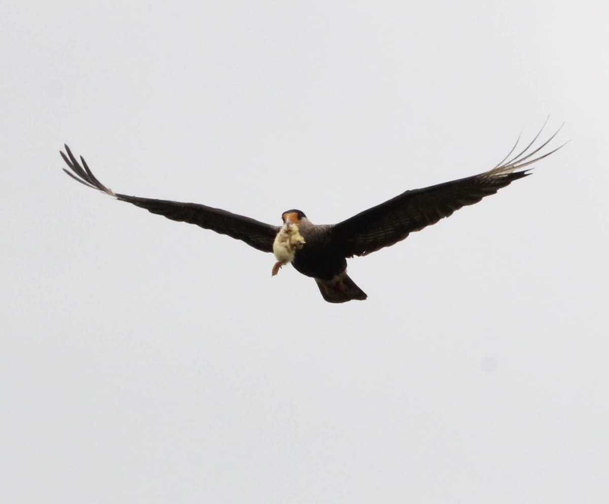 O carcará não é taxonomicamente uma águia, mas um parente distante dos falcões