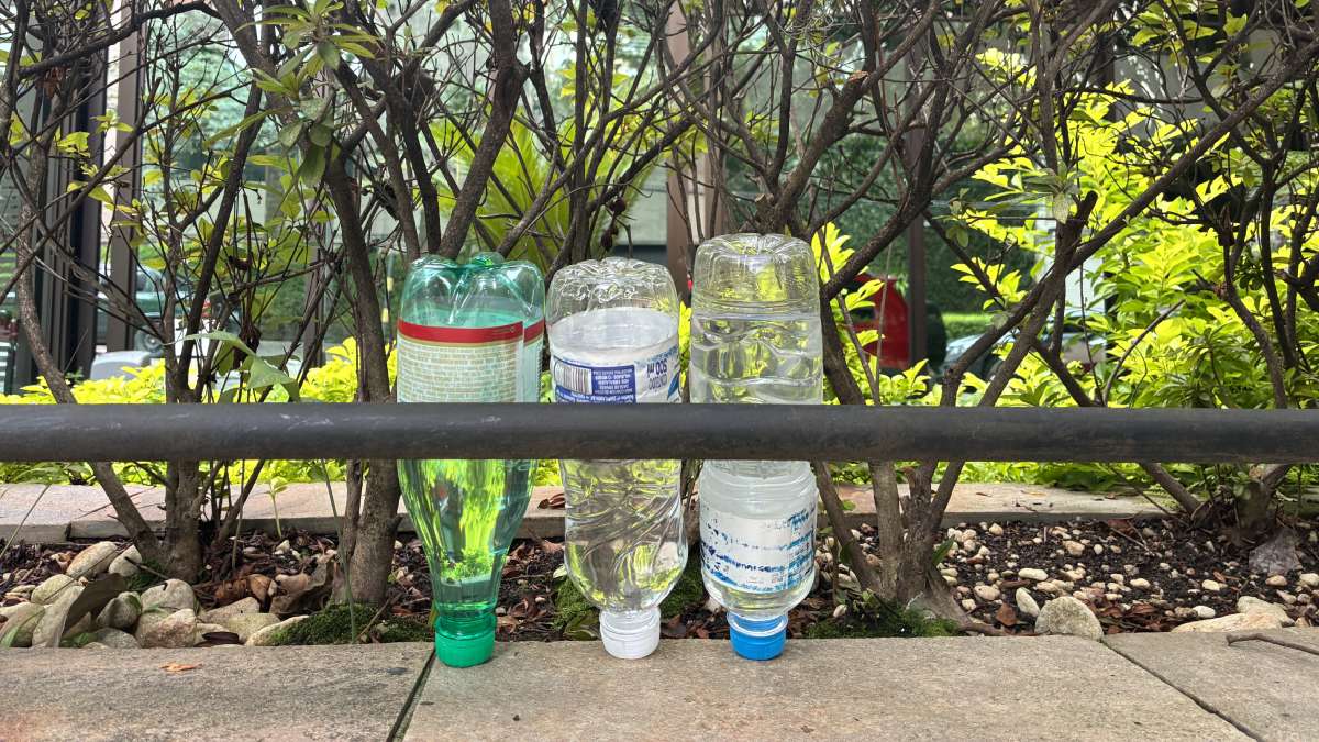 Conheça o método sustentável que utiliza ingredientes básicos para proteger suas plantas e família