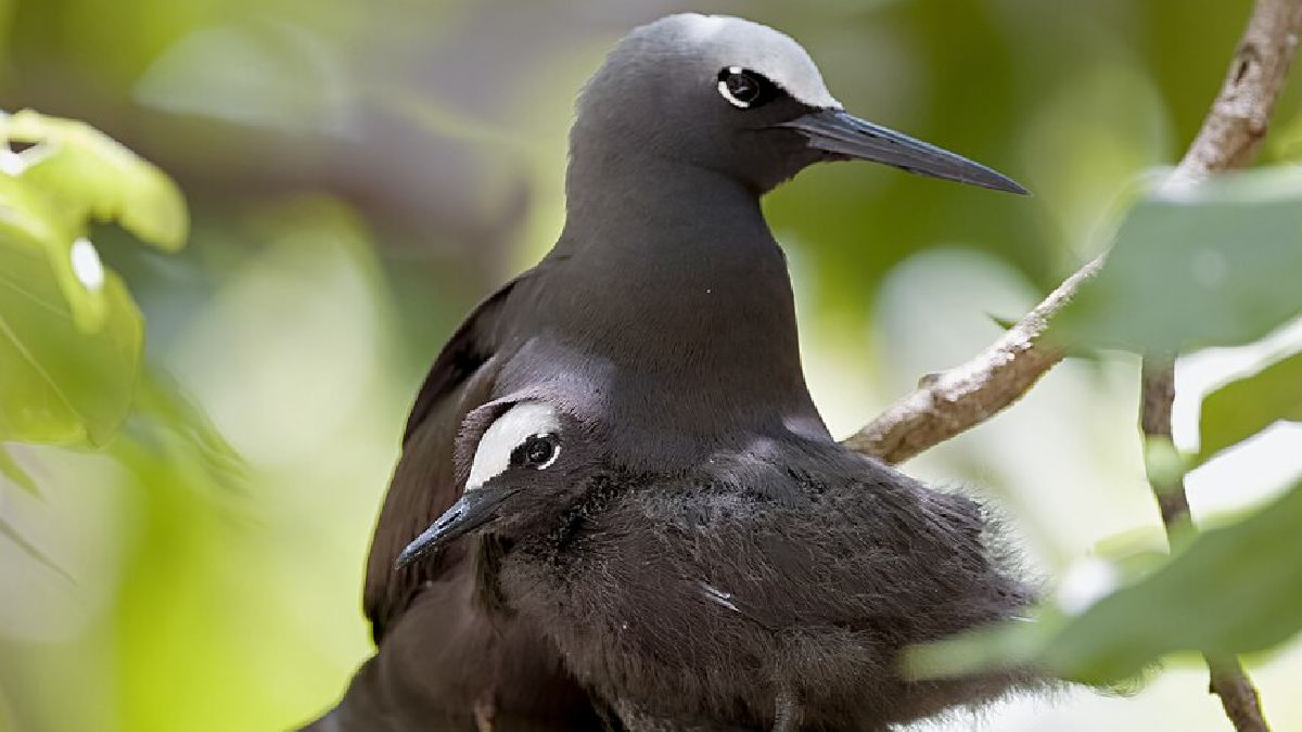 Árvore é responsável pela morte de centenas de aves no Indo-Pacífico