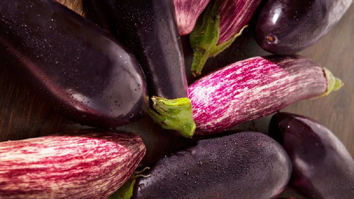 Nova variedade de beringela apresentou ótimos resultados em testes iniciais