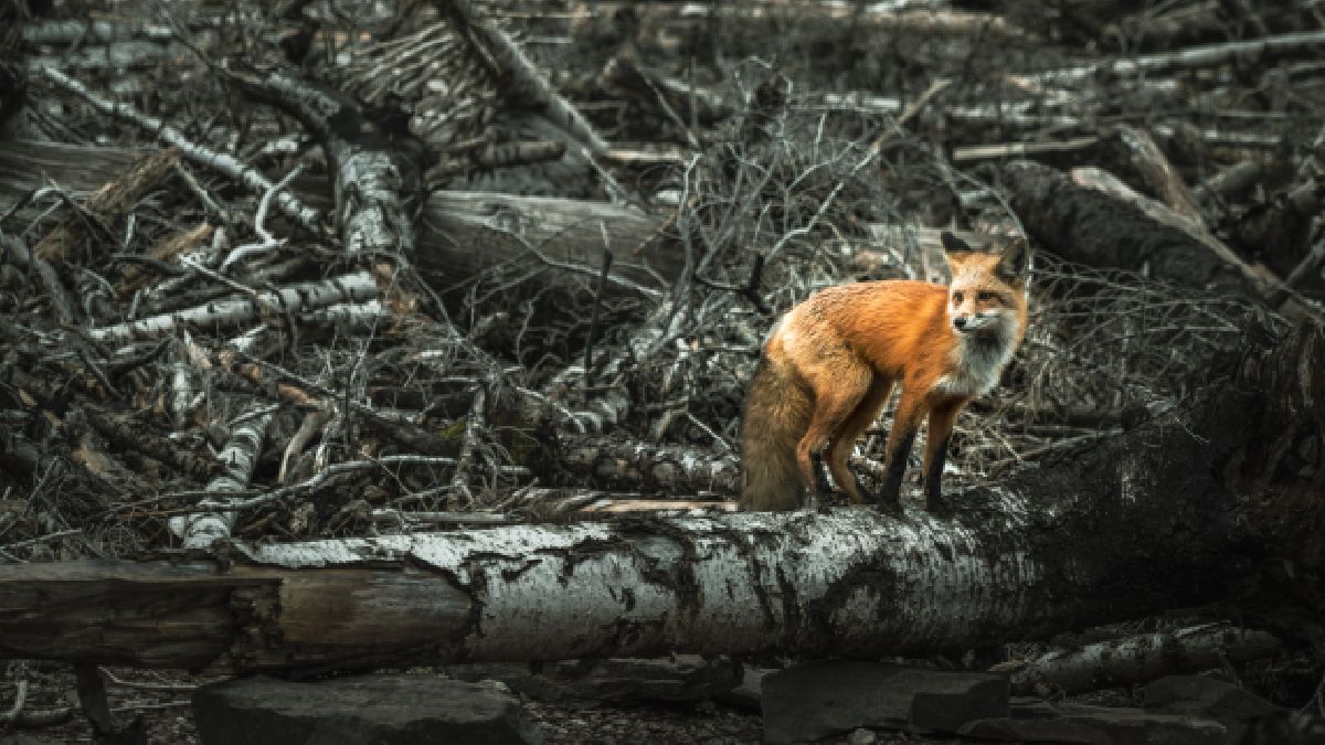 Nova extinção em massa começou sua aceleração a partir da Revolução Industrial