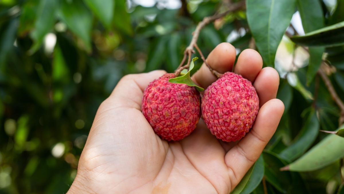 Descubra o passo a passo para germinar lichia e os segredos para manter sua planta saudável no jardim
