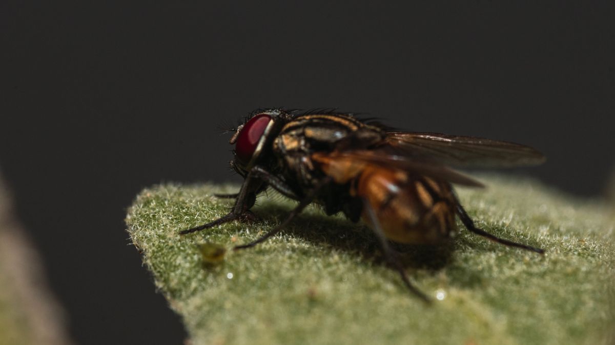 Como uma única mosca pode viver por até 28 dias, ela espalha doenças durante todo o seu ciclo de vida