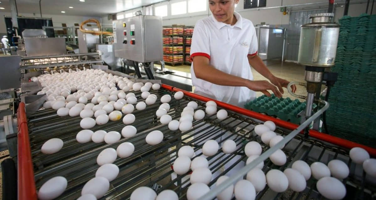 O estado de SP produziu, só em 2025, quase 17 bilhões de ovos