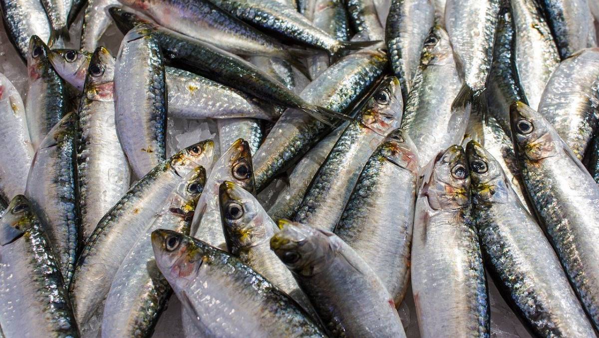 De acordo com fontes locais, a medida foi motivada pela queda na oferta de sardinha congelada