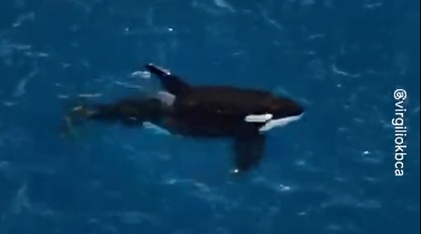 Segundo Virgílio, o vídeo mostra seis indivíduos, sendo um macho adulto e um filhote