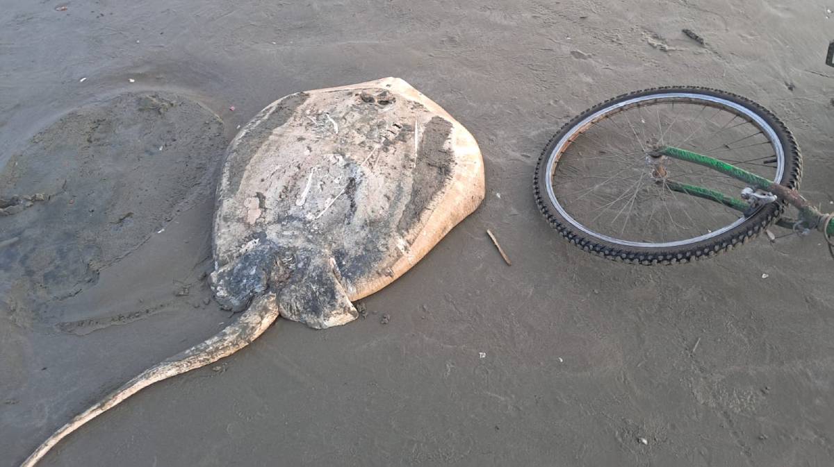 Devido às condições em que se encontrava, não foi possível identificar com precisão a espécie