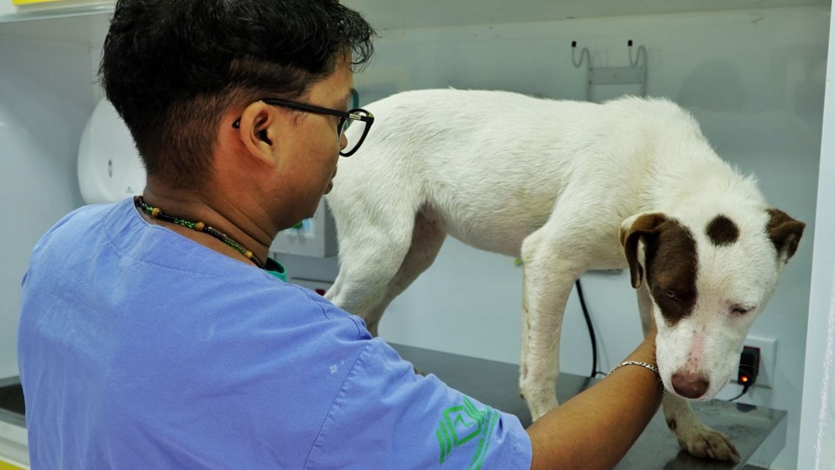 O PATA Móvel trouxe um alerta preocupante para a saúde pública de São Sebastião