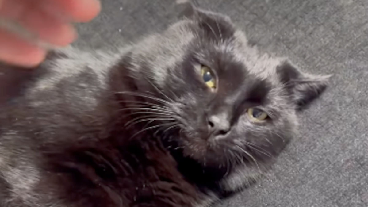 A convivência não se resolve na força: entender a linguagem do gato e respeitar limites evita sofrimento para quem já mora ali e para quem acabou de chegar.