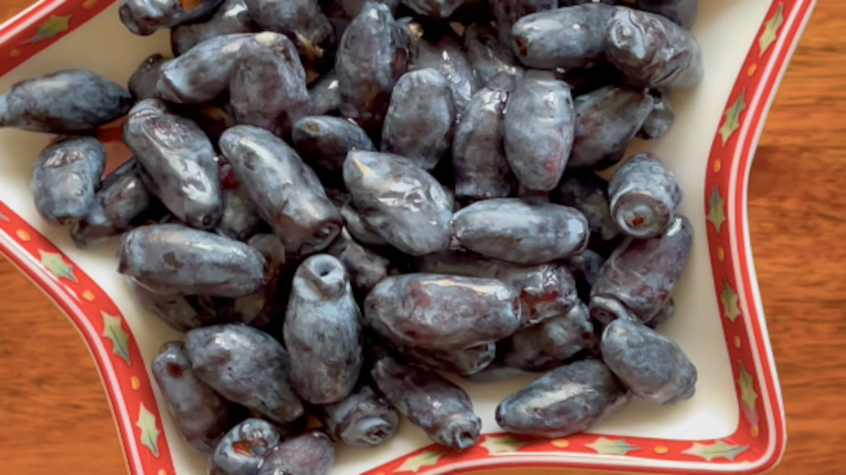 Descubra como a baga de Kamchatka faz artérias voltarem a ter 20 anos