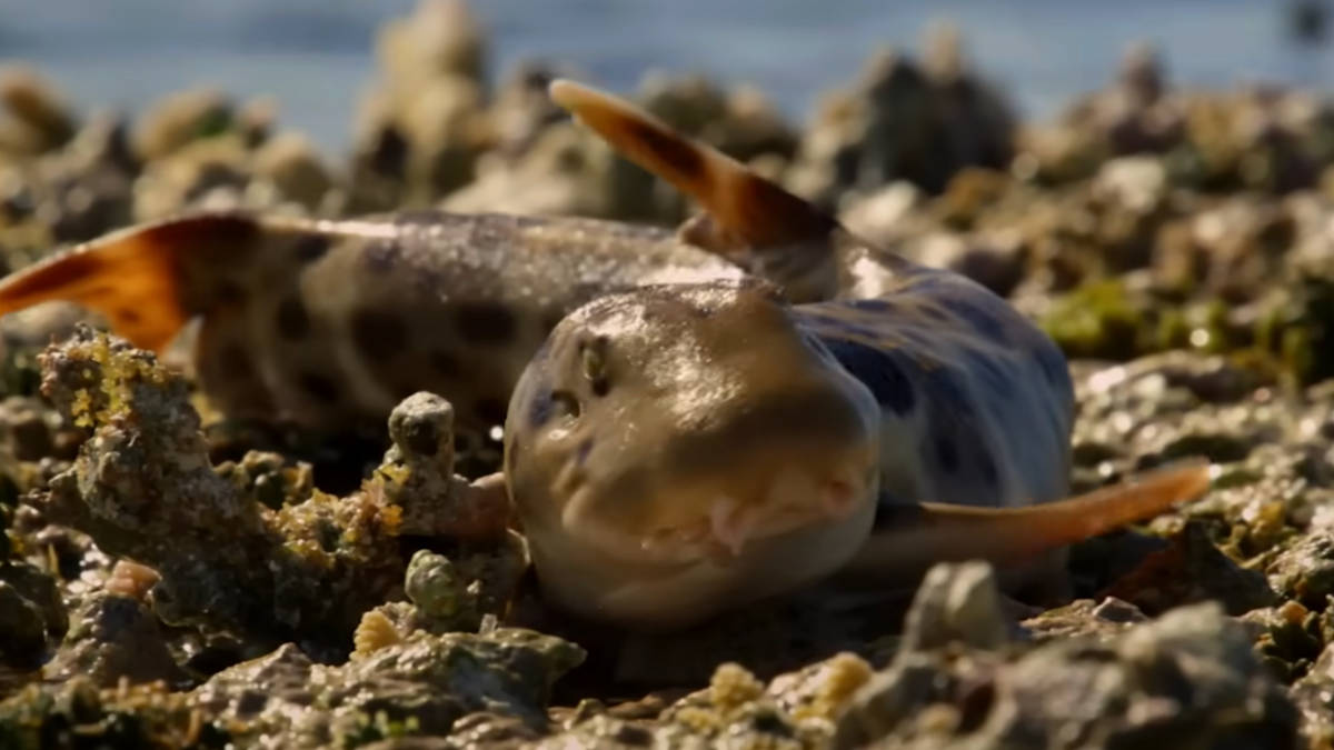 Achado ajuda a entender adaptação de tubarões a ambientes extremos