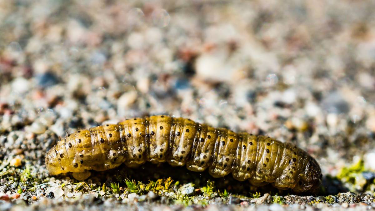 Veja o guia definitivo para eliminar centopeias combatendo a causa real da praga