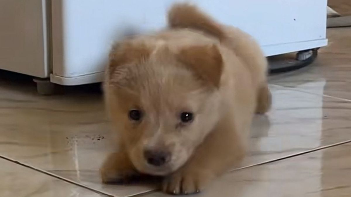 O filhote adotado pela família de Karol Ribeiro, no Rio de Janeiro, confundido com um golden retriever, revelou-se um cão sem raça definida (SRD) ao crescer