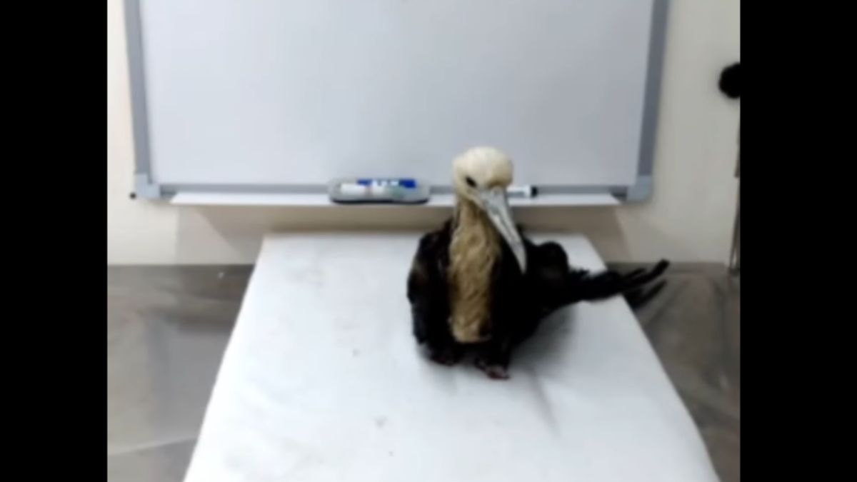 A espécie possui asas com mais de dois metros de envergadura e que pesam cerca de um quilo e meio.