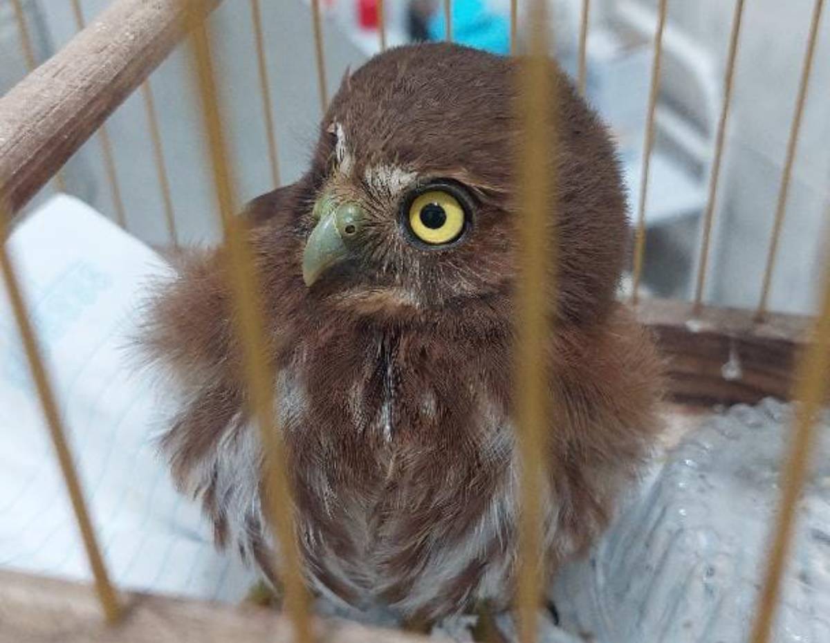 O animal foi resgatado pelo Corpo de Bombeiros após ser encontrado em uma residência por um morador de Peruíbe