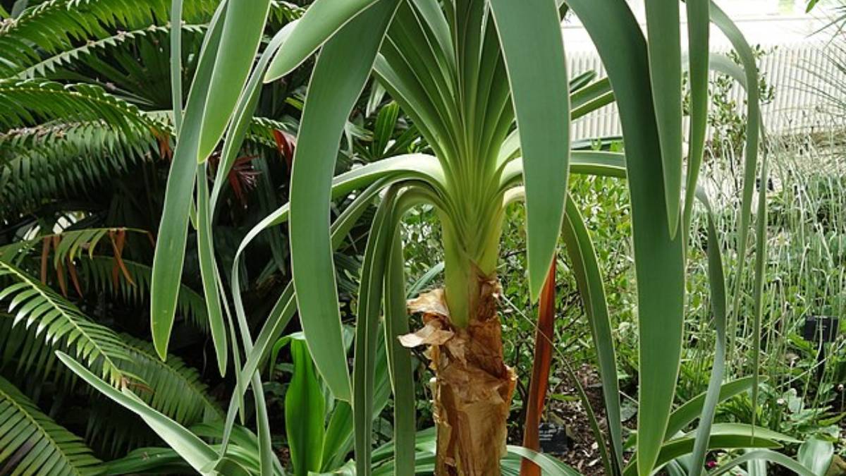 Saiba como as autoridades protegeram a flora local de uma extração criminosa