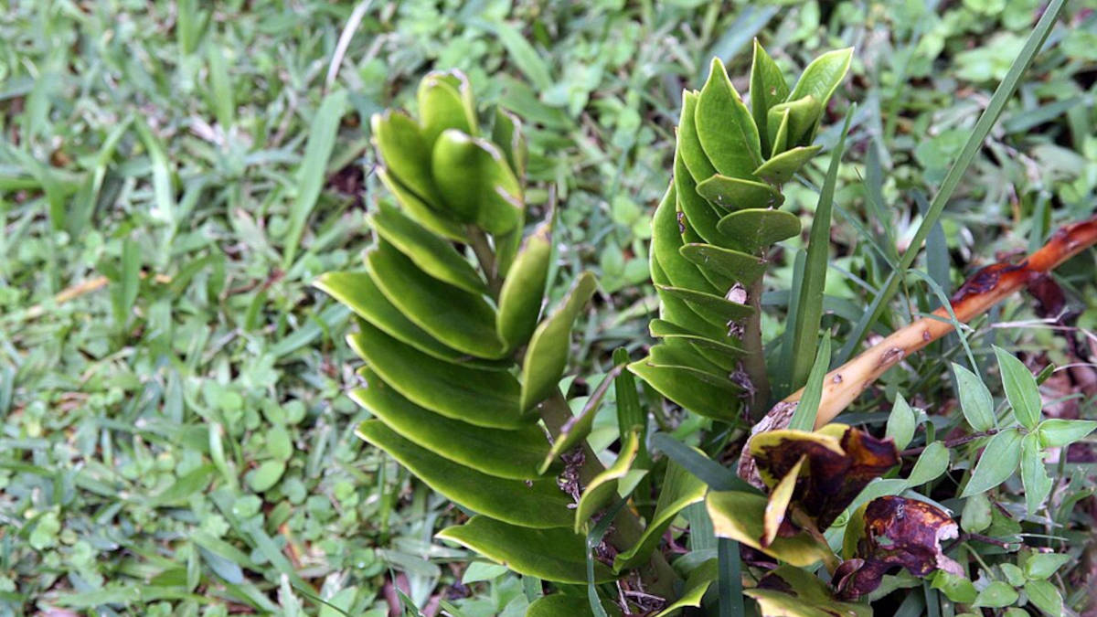 Resistente e sempre verde, a zamioculca é associada à prosperidade e à proteção energética, além de facilitar uma rotina de cuidados simples