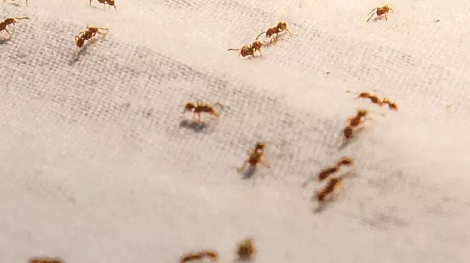 A sensitiva Márcia Fernandes, conhecida popularmente como Márcia Sensitiva, comenta que a casa muitas vezes reflete o estado emocional